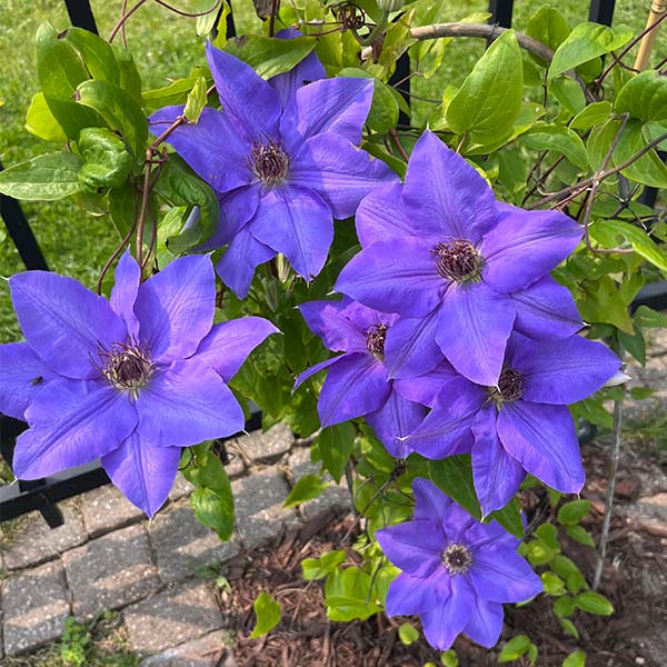 0005 Clematis