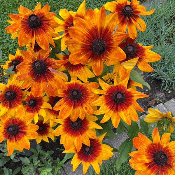 0009 Gloriosa Rudbeckia