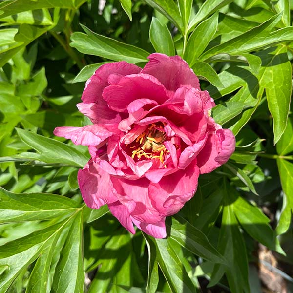0017 Peony